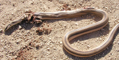Conophis vittatus