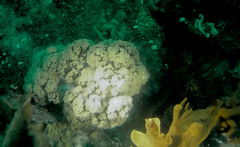 Dendronephthya australis