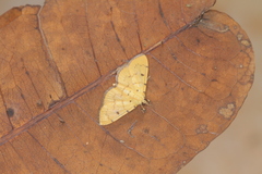 Lygropia