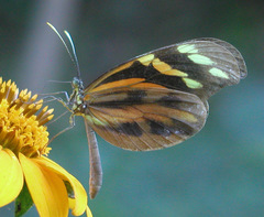 Dismorphia amphione isolda