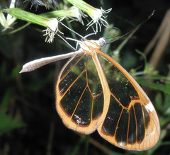 Greta morgane morgane