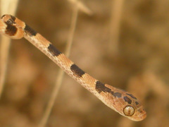 Imantodes gemmistratus