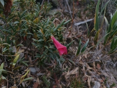 Philesia magellanica