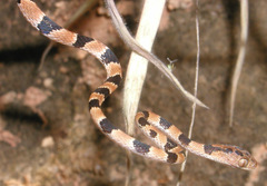 Imantodes gemmistratus