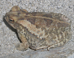 Incilius marmoreus