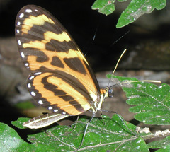 Mechanitis lysimnia utemaia