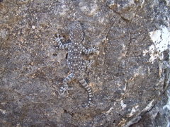 Ptyodactylus puiseuxi