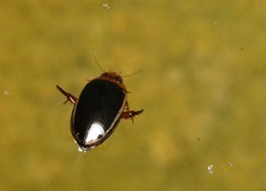 Hydaticus bimarginatus