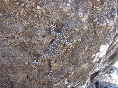 Ptyodactylus puiseuxi