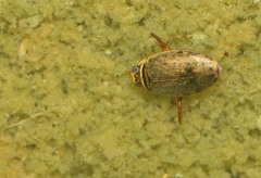 Thermonectus nigrofasciatus