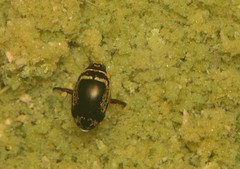 Thermonectus basillaris