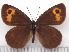 Erebia niphonica