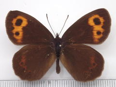 Erebia niphonica