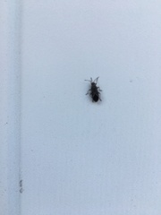 Arocatus melanocephalus