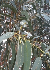 Eucalyptus globulus pseudoglobulus