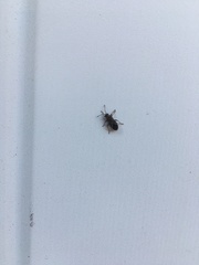 Arocatus melanocephalus