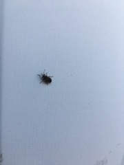 Arocatus melanocephalus