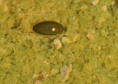 Tropisternus lateralis