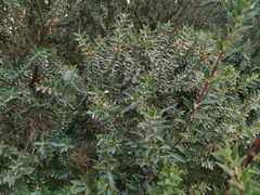 Metrosideros stipularis