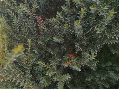 Metrosideros stipularis