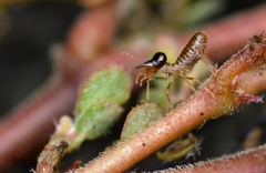 Tenuirostritermes