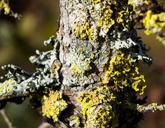 Parmeliopsis capitata