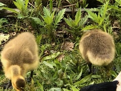 Branta canadensis
