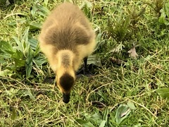 Branta canadensis
