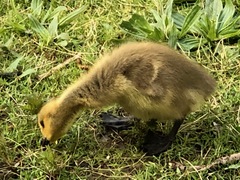 Branta canadensis