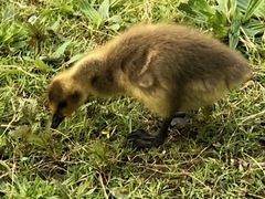 Branta canadensis