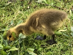 Branta canadensis