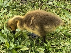 Branta canadensis