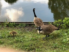 Branta canadensis