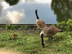 Branta canadensis