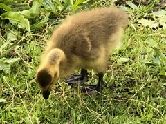 Branta canadensis