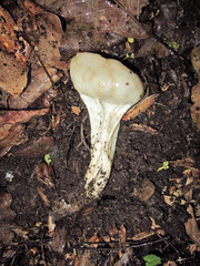 Helvella solitaria