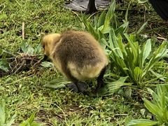 Branta canadensis