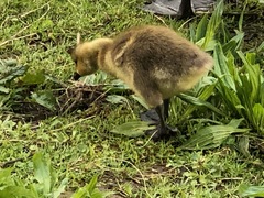 Branta canadensis
