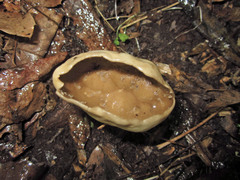 Helvella solitaria