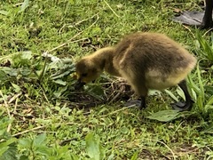Branta canadensis