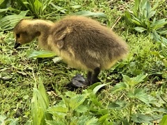 Branta canadensis