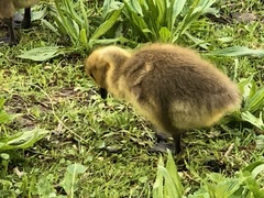 Branta canadensis