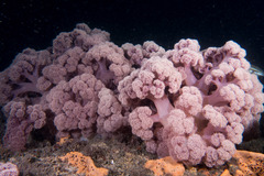 Dendronephthya australis