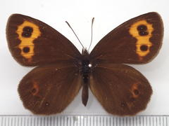 Erebia niphonica