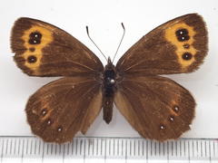 Erebia niphonica