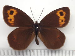 Erebia niphonica
