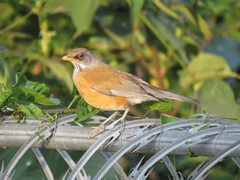Turdus rufopalliatus