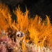 Halopteris campanula - Photo (c) Marine Explorer (Dr John Turnbull), algunos derechos reservados (CC BY-NC-SA)