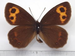 Erebia niphonica