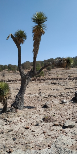 Image of Yucca decipiens by (c) Tereso Hernández Morales, some rights reserved (CC BY)